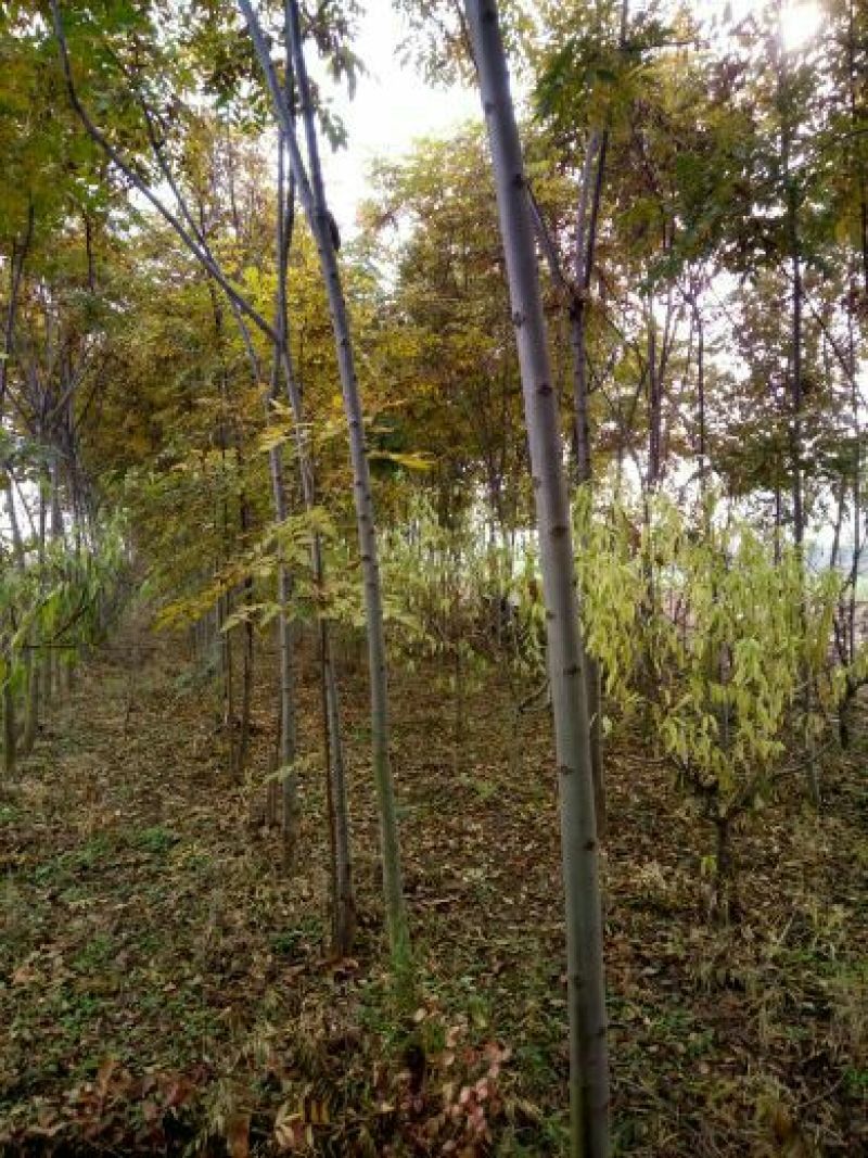 栾树6~8cm6~8cm2.5~3米