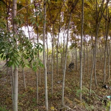 栾树6~8cm6~8cm2.5~3米
