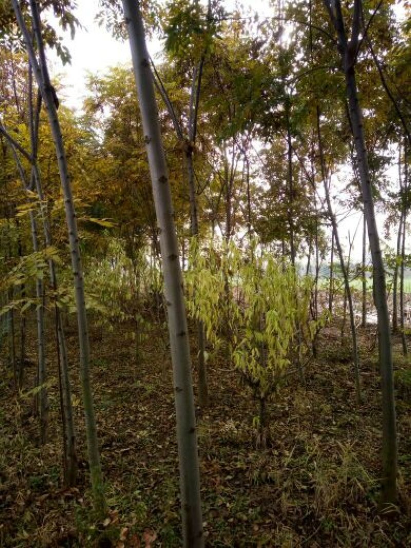 栾树6~8cm6~8cm2.5~3米
