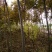 栾树6~8cm6~8cm2.5~3米
