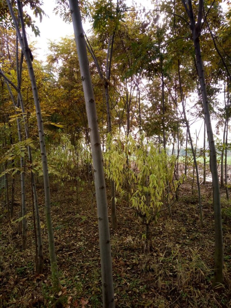 栾树6~8cm6~8cm2.5~3米