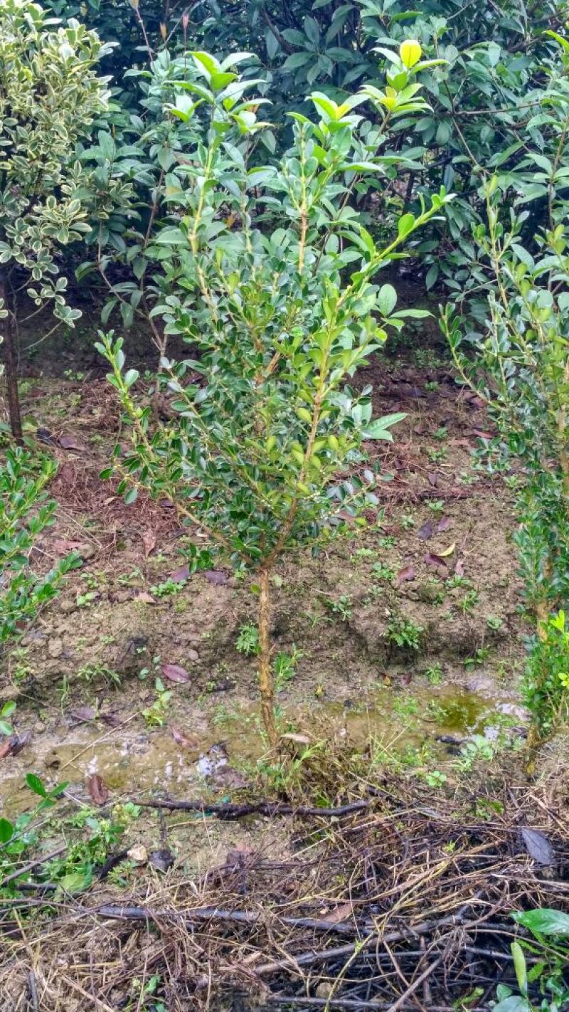 自产自销独杆瓜子黄杨小叶黄杨造型黄杨素材批发价【包邮】