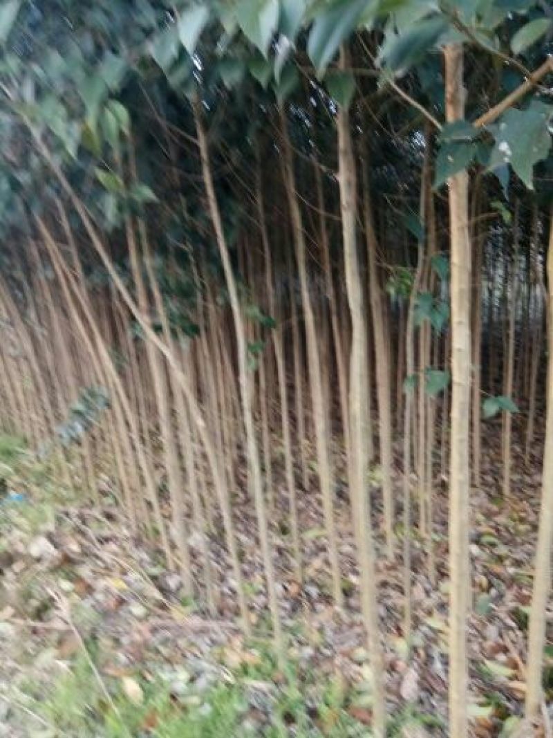大叶女贞4cm以下
