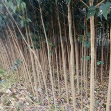 大叶女贞4cm以下