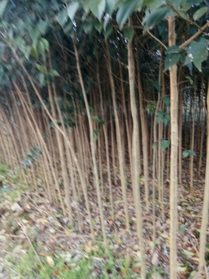 大叶女贞4cm以下