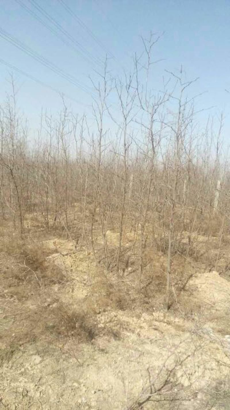 枣树苗枣树，占地枣树