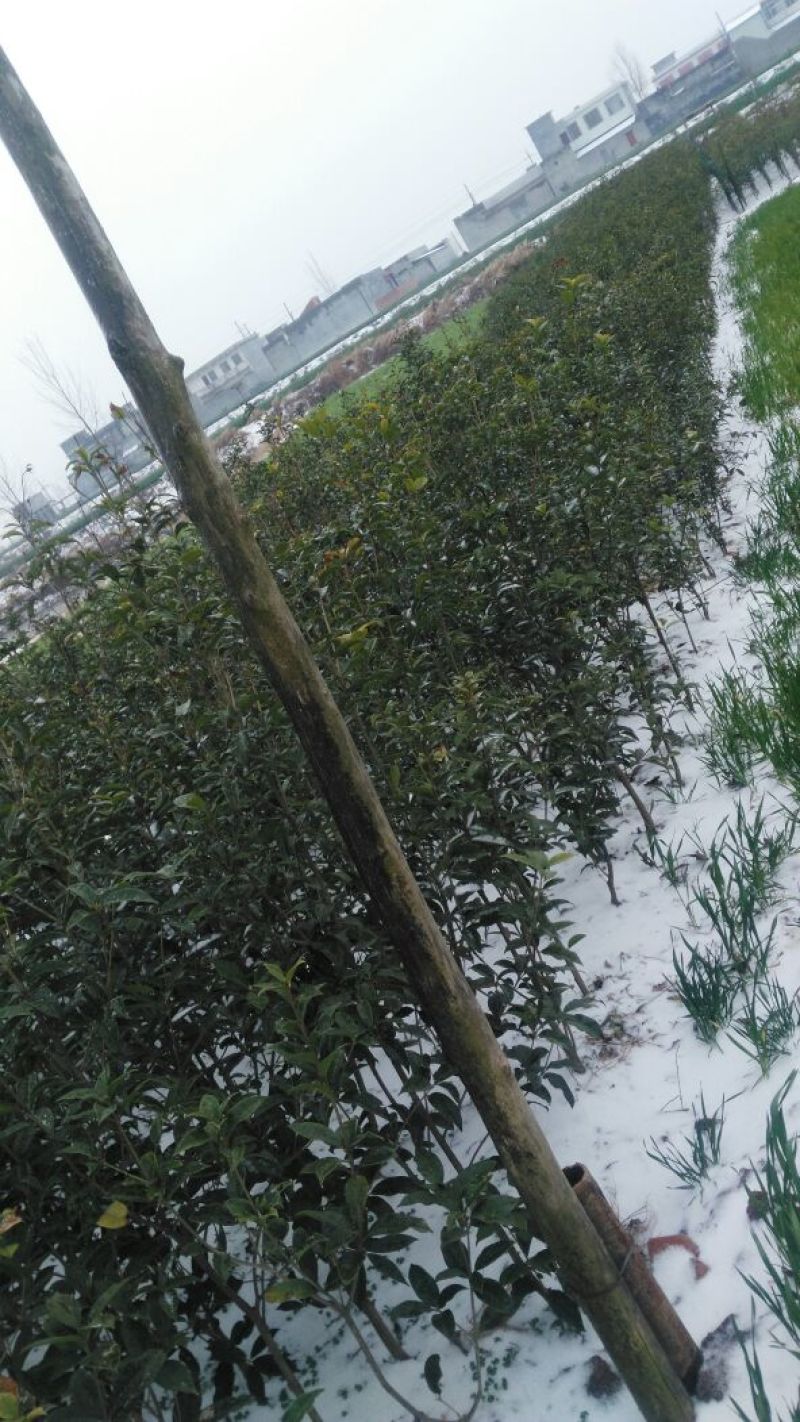桂花苗120cm以上