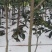 桂花苗120cm以上