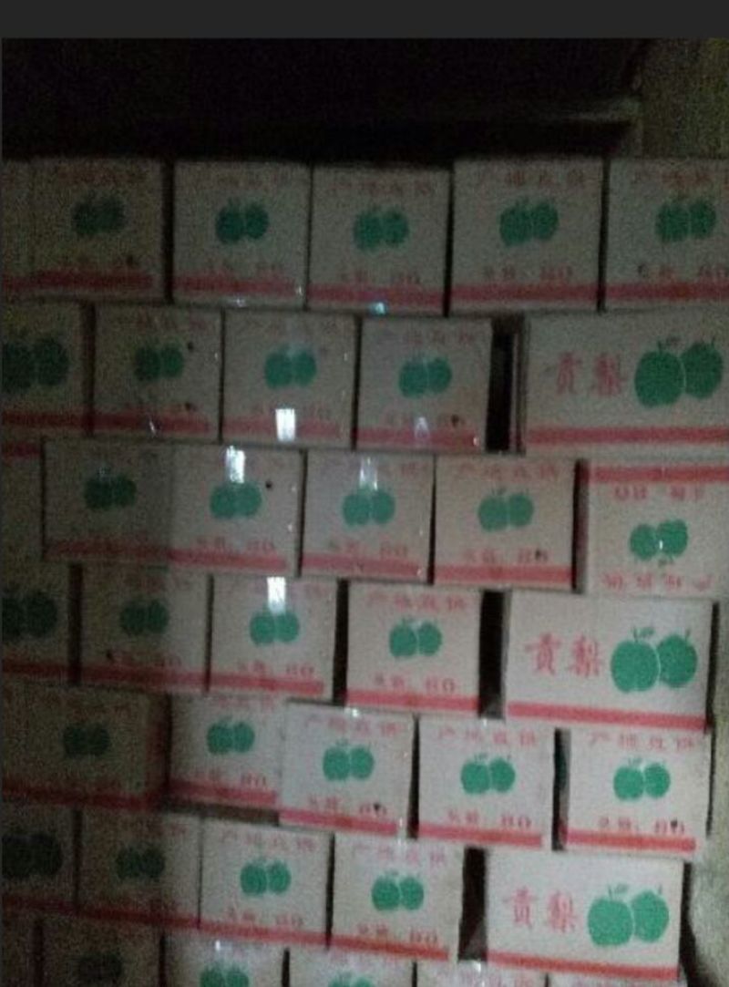 出售纸袋酥梨，果个250-500克。