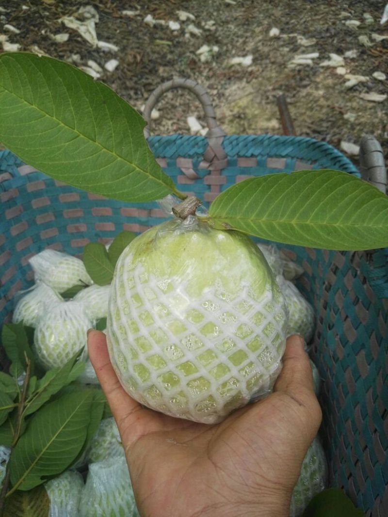 番石榴苗30~50cm