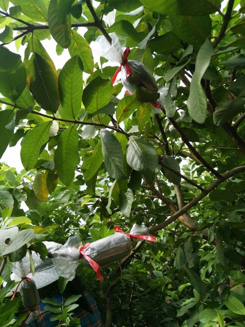 番石榴苗30~50cm