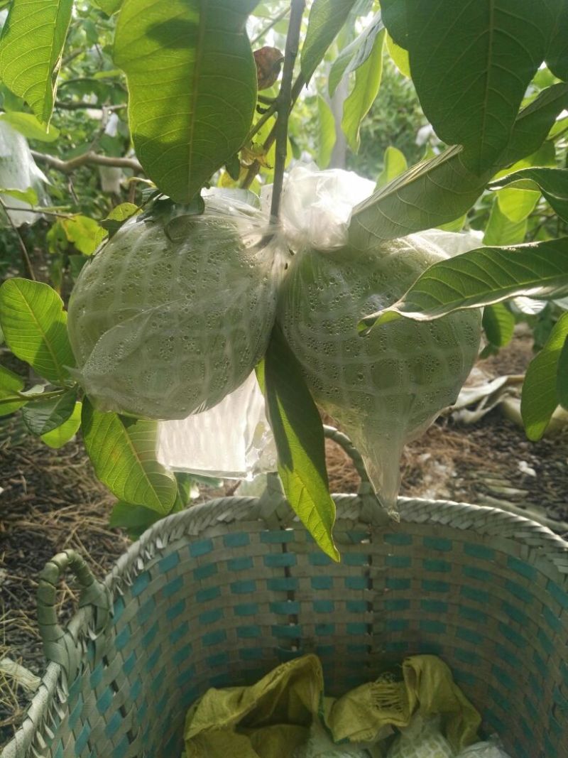 番石榴苗30~50cm