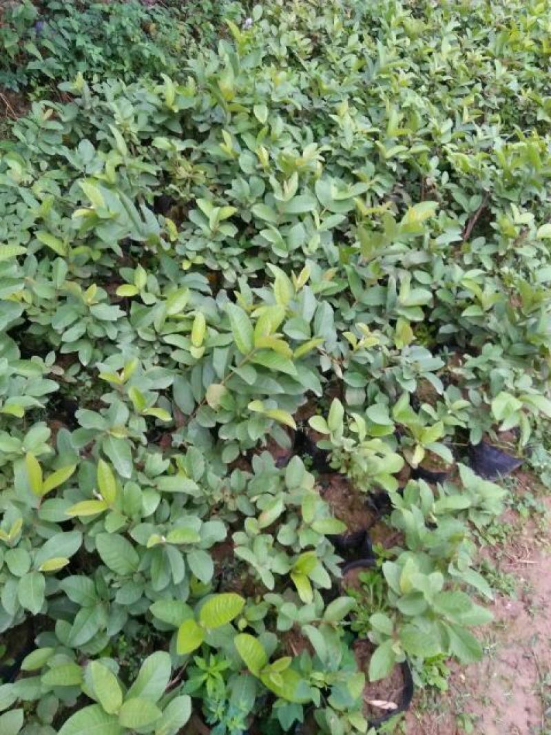 番石榴苗30~50cm