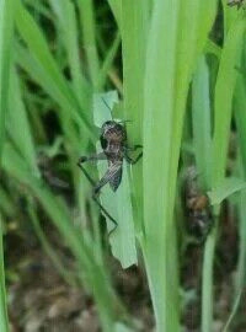 蝗虫食用