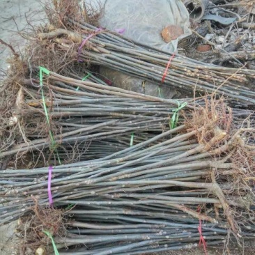 红油香椿苗大棚50~60cm