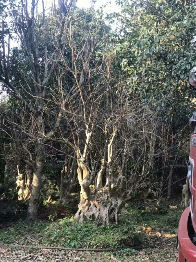 紫薇桩30~100公分出售