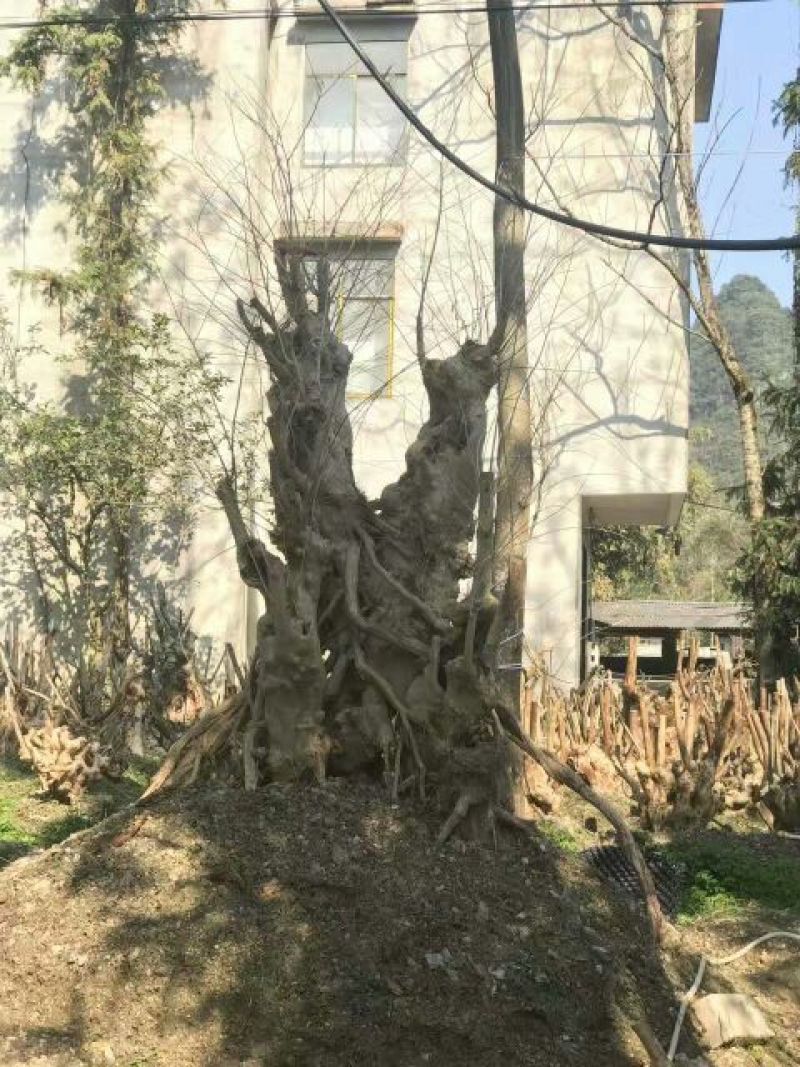 紫薇桩30~100公分出售
