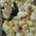 白鹅苗250g以下