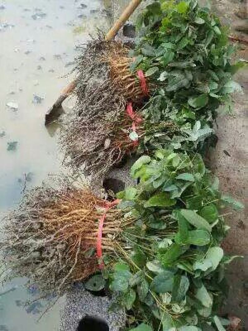 八月瓜苗品种齐全质量有保证
