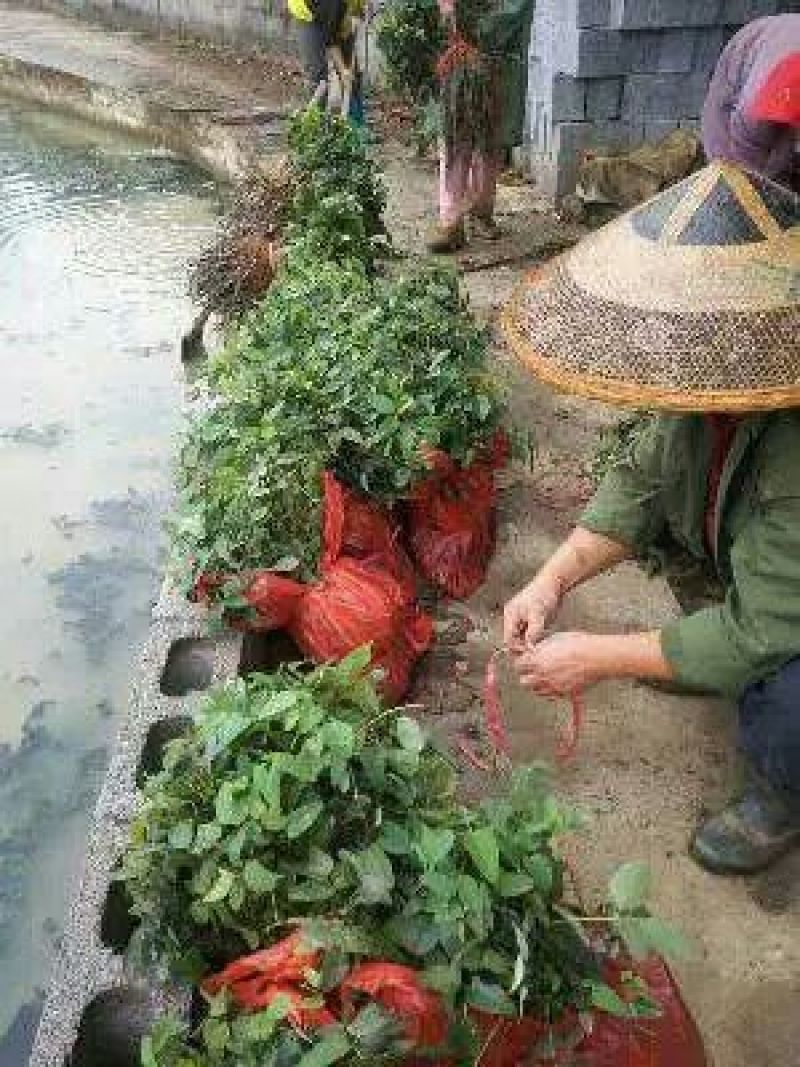 八月瓜苗品种齐全质量有保证