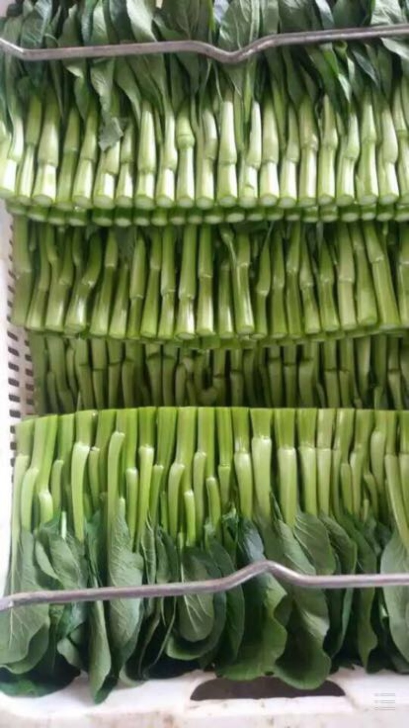 菜苔