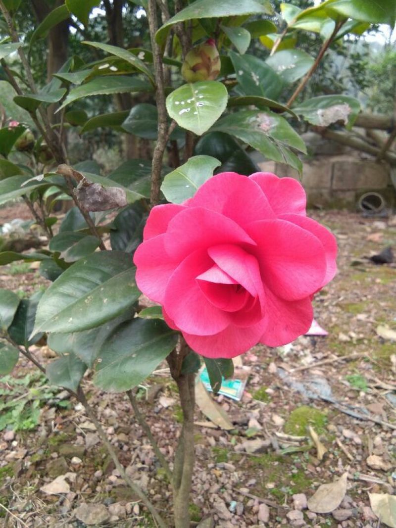 七芯茶花