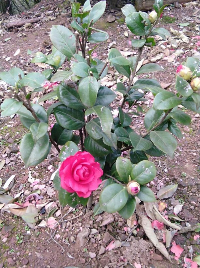 七芯茶花