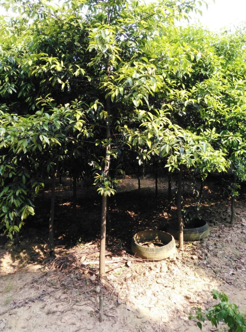 广西山竹岭南山竹子苗