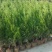松树1.5~2m优质品种包指导包技术包成活