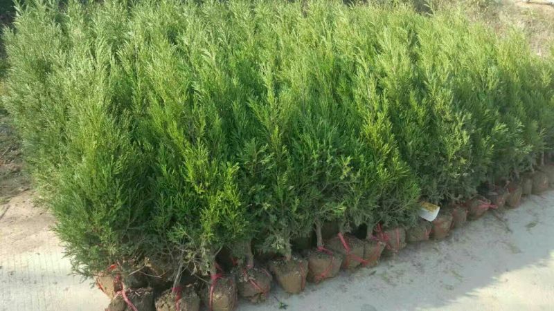 松树1.5~2m优质品种包指导包技术包成活