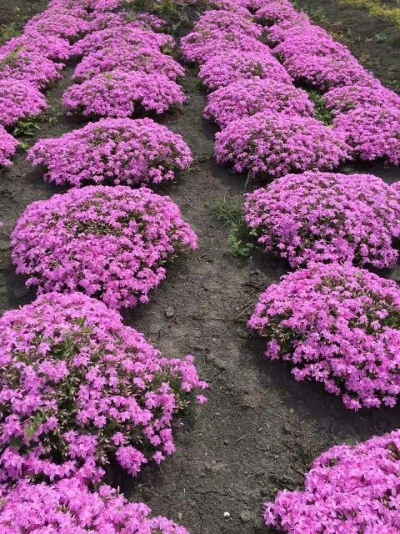 金盏菊