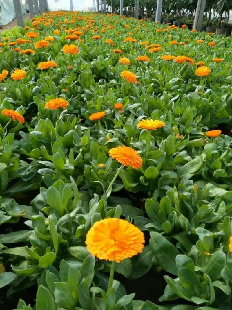 金盏菊