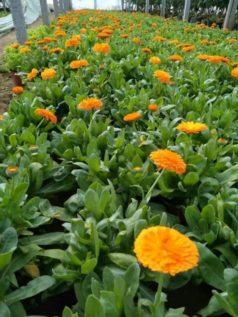 金盏菊