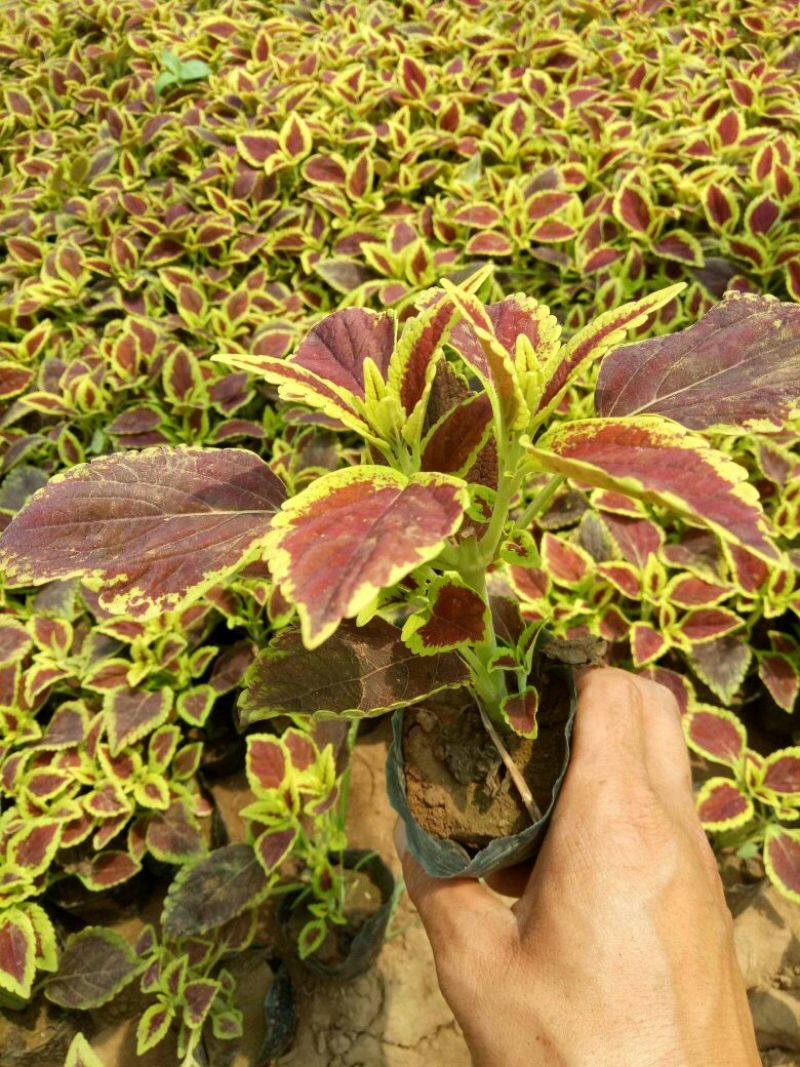 金盏菊