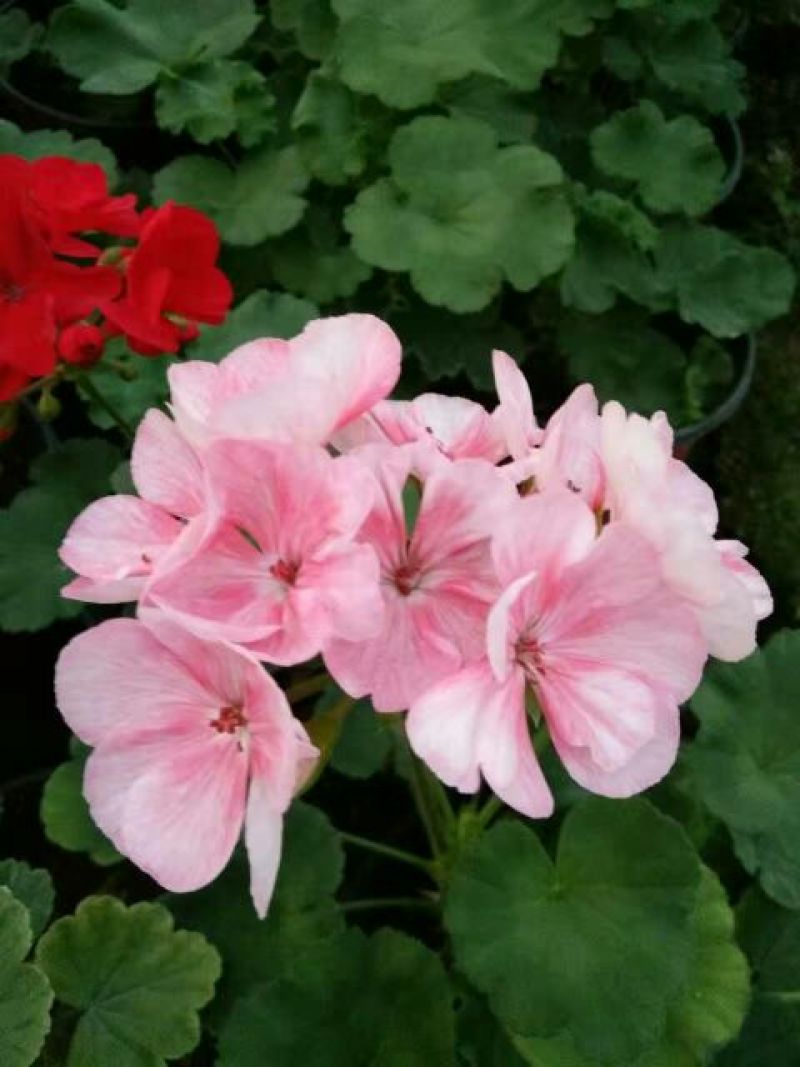 金盏菊