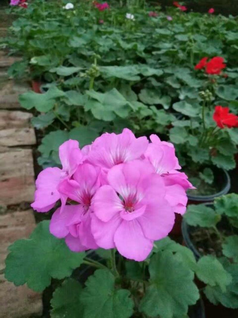 金盏菊