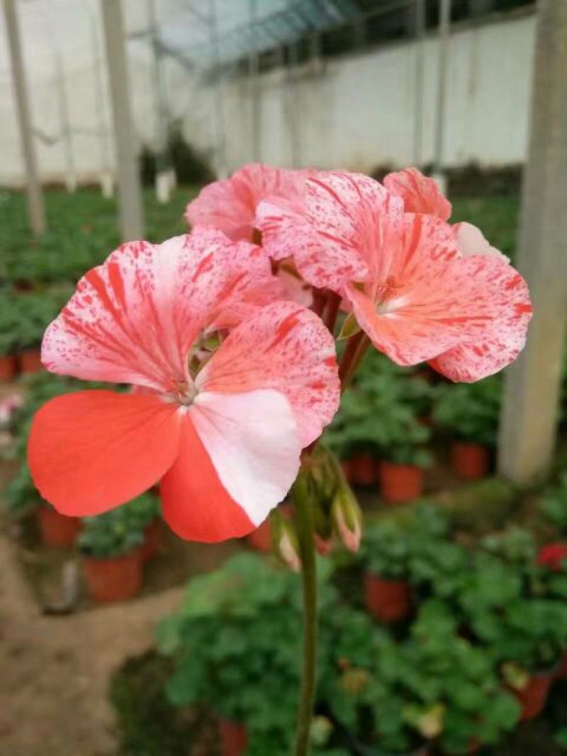 金盏菊