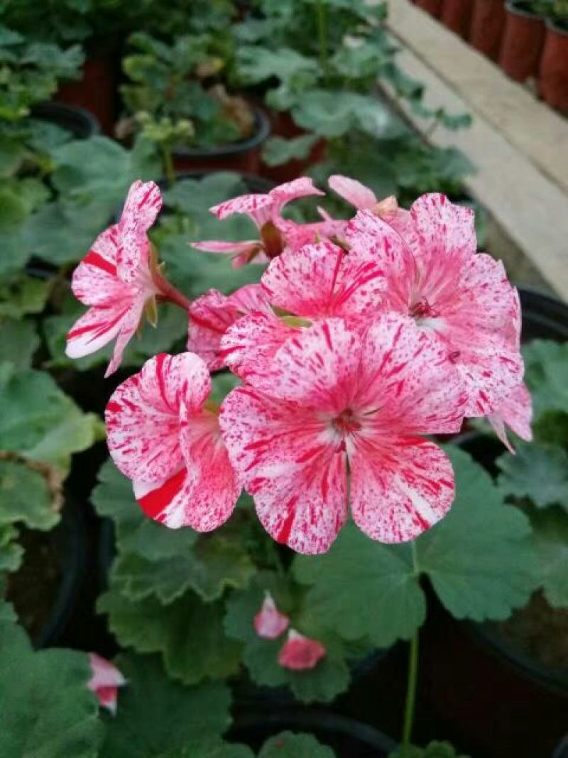金盏菊