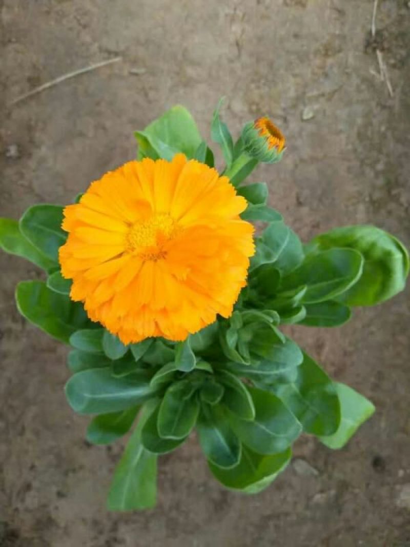 金盏菊