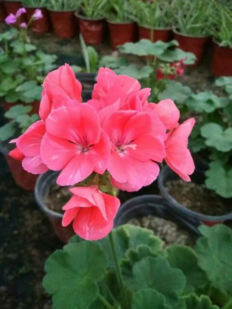金盏菊