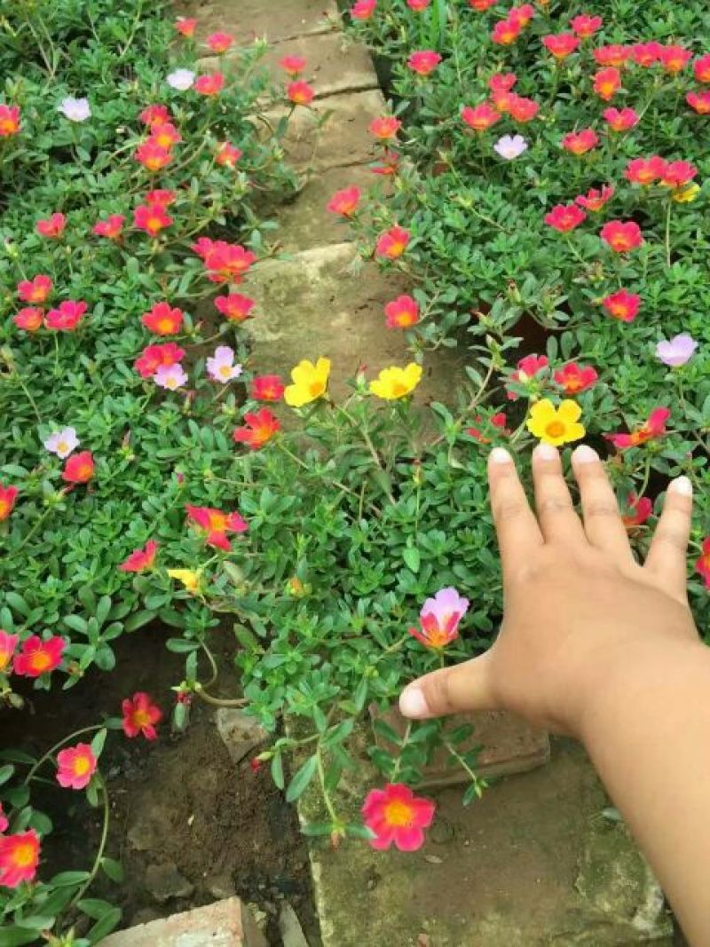 金盏菊