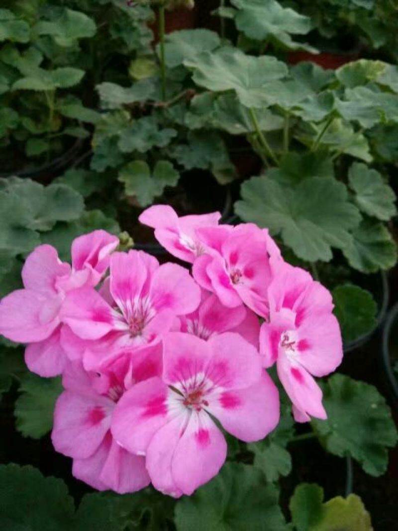 金盏菊
