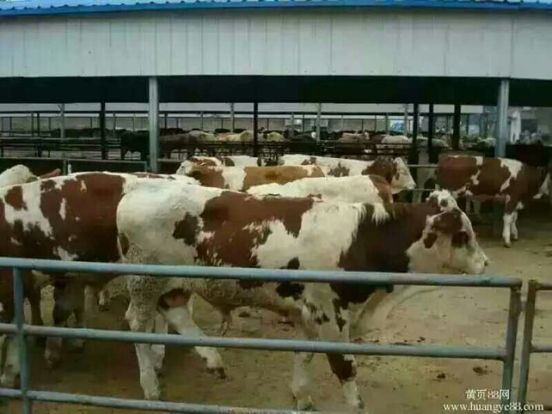利木赞牛犊100~200kg