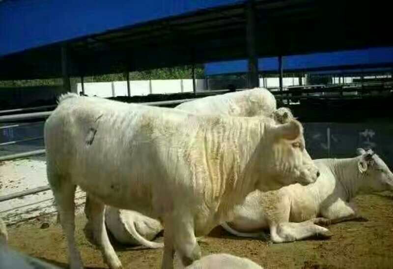 利木赞牛犊100~200kg