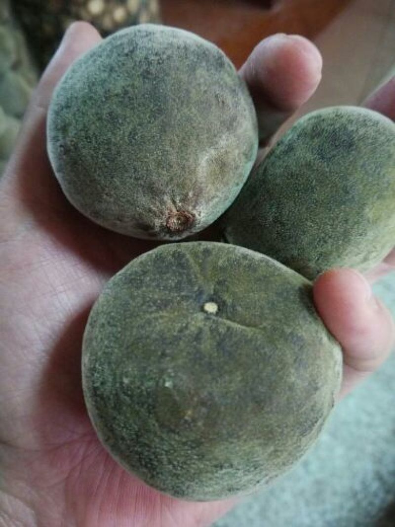 化橘红化州人工种植干货
