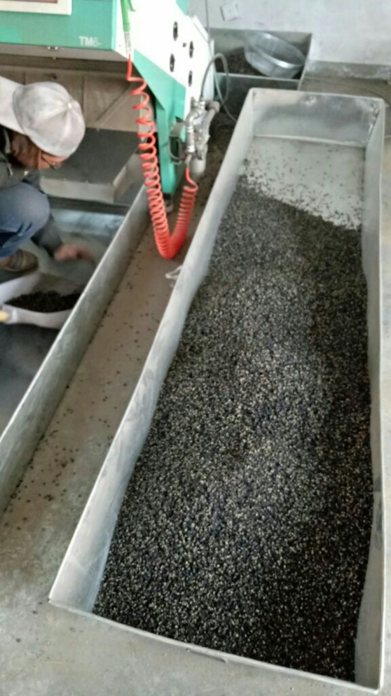 黑枸杞头茬干货