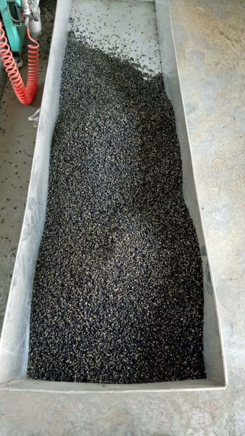 黑枸杞头茬干货