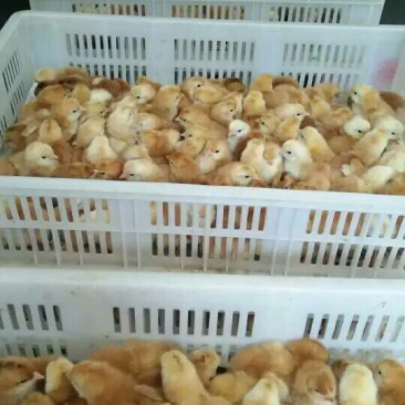 红玉鸡苗九斤红鸡苗