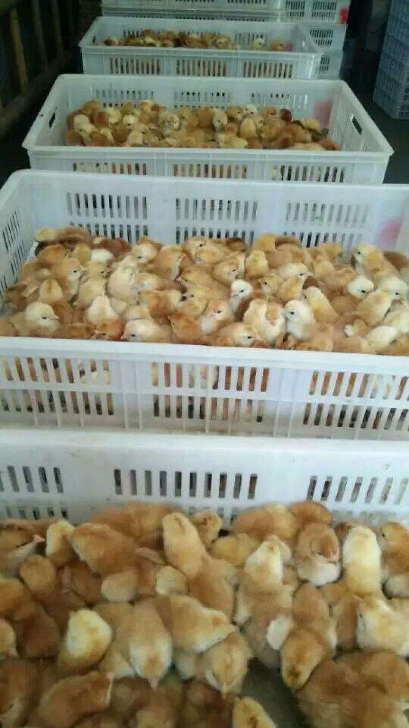 红玉鸡苗九斤红鸡苗