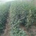 花椒苗0.5~1年